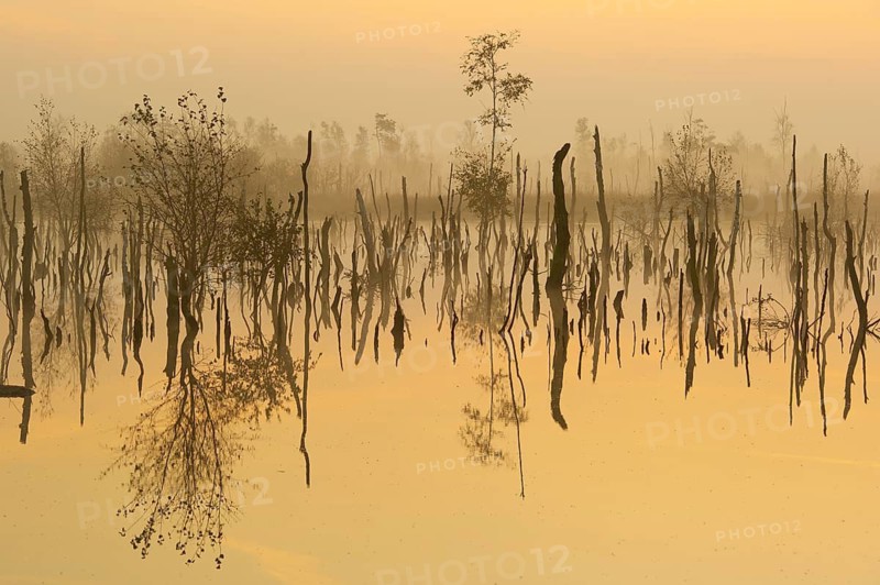 Misty moor at daybreak, Goldenstedt, Lower Saxony, Germany