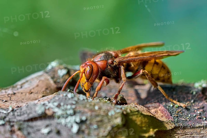 European hornet (Vespa crabro) searching for food on an old tree trunk. Detailed macro wildlife photograph showing natural behavior, textured bark, selective focus, and green background