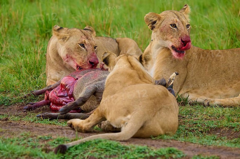 Two lions feeding on their prey on green grass, their muzzles smeared with blood: warthog (Phacochoerus africanus), lion (Panthera leo), Masai Mara National Reserve, Narok County, Kenya