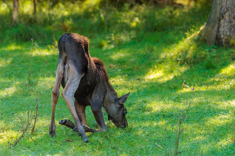 A moose calf (Alces alces) grazes in a green meadow on a sunny day. belarus, china, Czech Republic, Estonia, Finland, Latvia, Mongolia, North America, Norway, Poland, Russia, Sweden, Ukraine