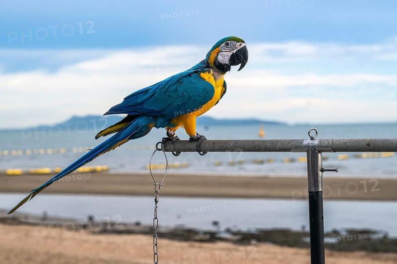 Yellow-breasted macaw (Ara ararauna), Jomtien, Thailand