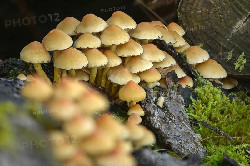 Brown-gilled woodlover, grey-leaved sulfur head, honeyhead, hypholoma capnoides, mild sulfur head, smoky-leafed sulfur head, smoky-gilled woodlover, fungi, mushrooms