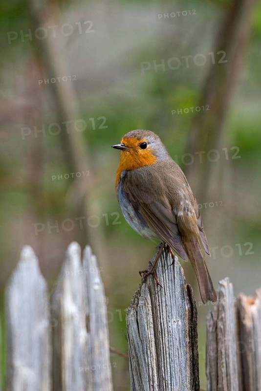 Erithacus Rubecula, Robin, Robins, Birds, Garden, Garden Fence, Garden Fence, High Size, Portrait, Passeri, Songbirds, Birds