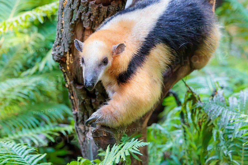 A southern tamandua (Tamandua tetradactyla), walks along a branch of a tree in a forest. South America from Venezuela to northern Argentina, southern Brazil, Trinidad, Uruguay