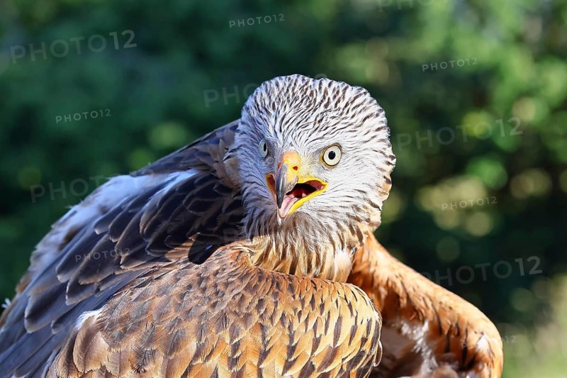 Red Kite (Milvus milvus), head portrait, animal portrait, in captivity, Rhineland-Palatinate, Germany
