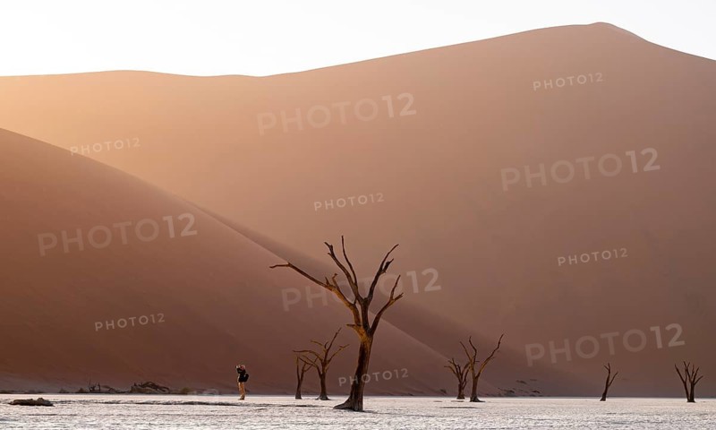 Red sand dunes and white salt pan with dead trees, Dead Vlei, Namib Desert, Namib Naukluft Park, Namibia