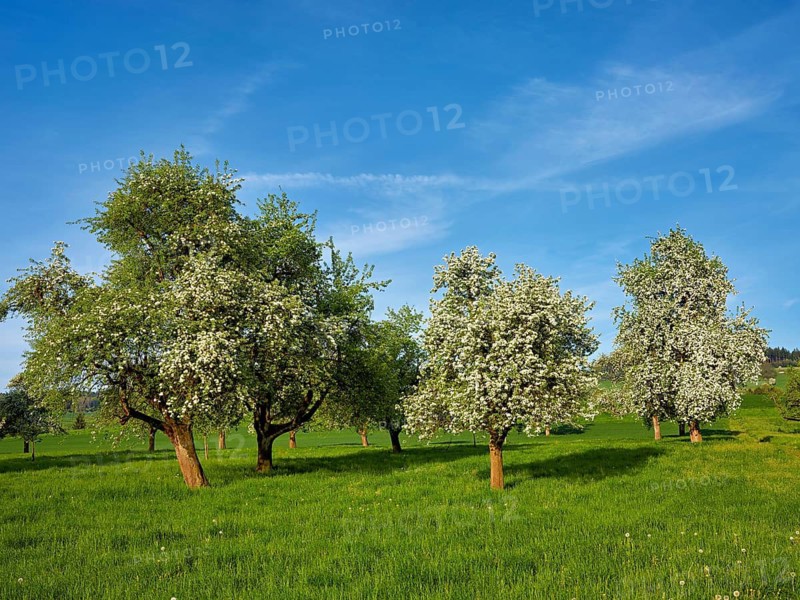 A group of blossoming pear trees, Beinwil, Freiamt, Aargau Canton, Switzerland