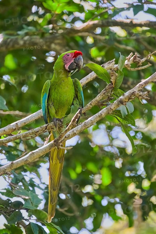 Great green macaw (Ara ambiguus) Costa Rica