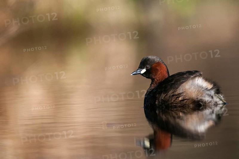 Littele Grebe, Tachybaptus Ruficollis, Little Grebe, Birds, Dabchick, Grebe, Grebe, Mirror, Podicipedidae, Mirror Image, Diver, Birds, Waterbirds