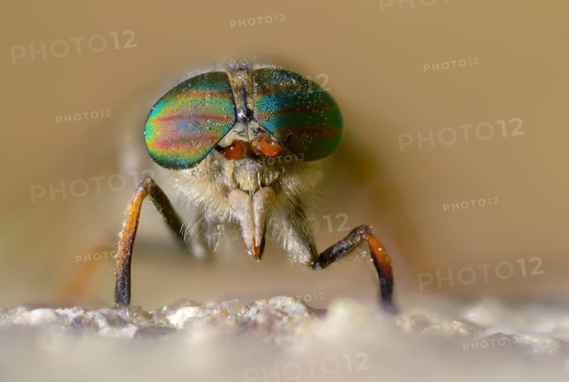 Brake spec., hybomitra spec., diptera, insects, two-winged birds