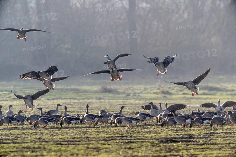 Bean geese (Anser fabalis), Emsland, Lower Saxony, Germany