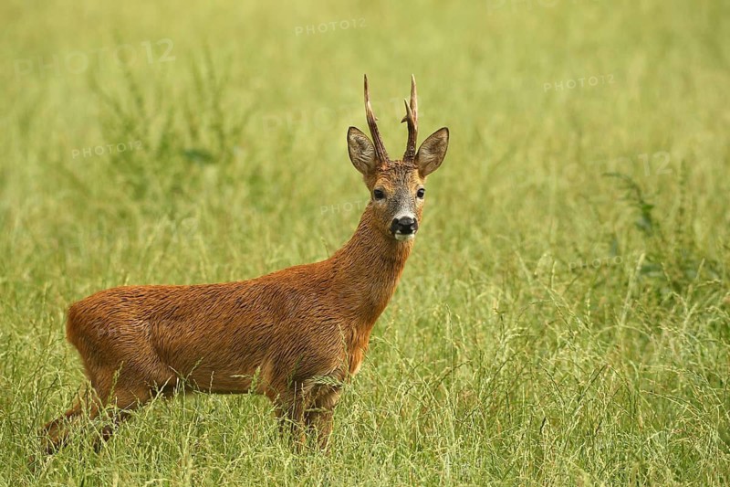 Roe deer (Capreolus capreolus) – a strong roebuck stands in a meadow after a thunderstorm during the rutting season, Allgäu, Bavaria, Germany, Allgäu, Bavaria, Germany
