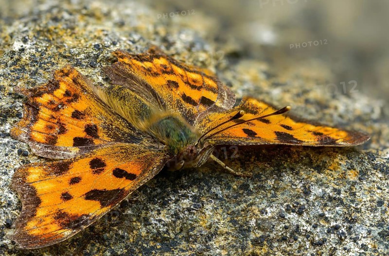 C-butterfly, comma butterfly, nymphalis c-album, polygonia c-album, butterfly, insects, butterflies, butterflies