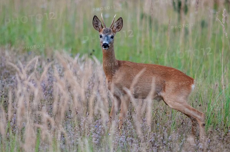 2009, artiodactyla, Brandenburg, Capreolus capreolus, even-töd ungulate, Germany, national natural heritage, natural paradise Grünhaus, cloven-hoofed deer, roe deer, post-mining landscape, green house, male, mammals, males, mammals, mammals