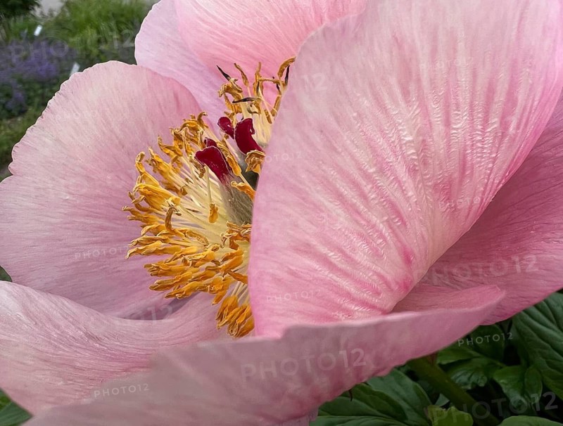 Chinese peony (Paeonia lactiflora), with pink flowers, native to Central Asia and East Asia, Botanical Garden, Munich, Bavaria, Germany