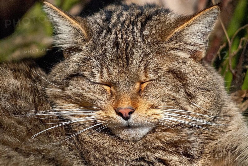 Carnivora, felis silvestris, predators, wildcat, mammals, raptors, sleep, mammals