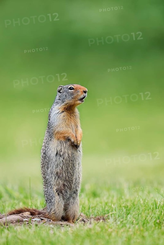 A Columbia ground squirrel (Urocitellus columbianus, Spermophilus columbianus) stands upright in a meadow and calls out, Waterton Lakes National Park, Alberta, Canada