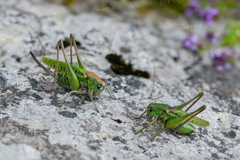 Decticus verrucivorus, grasshoppers, deciduous locusts, wart biters, ensifera, female, grasshoppers, grasshoppers, insects, long-feeler scares, male, couple, wart-biter, female