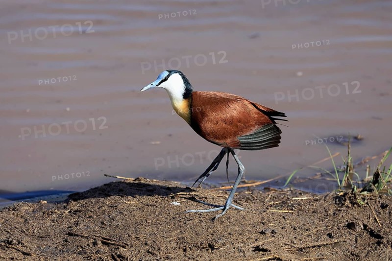 Blue-browed Waterhen (Actophilornis africanus), adult, by the water, foraging, Kruger National Park, South Africa