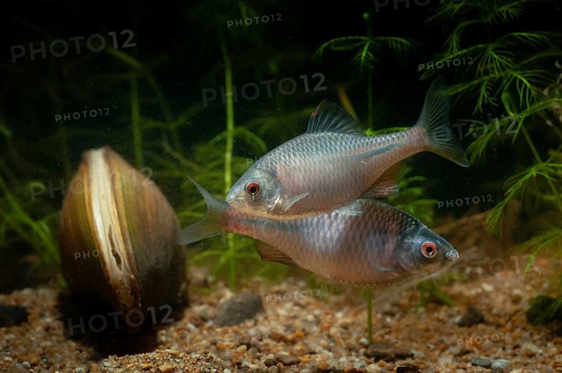 Anodonta cygnea, bitterling, duck mussel, common pond mussel, Rhodeus amarus, Rhodeus sericeus amarus, swan mussel, pond mussel, fish, fishes, river mussel, mussels, pisces, pond mussels