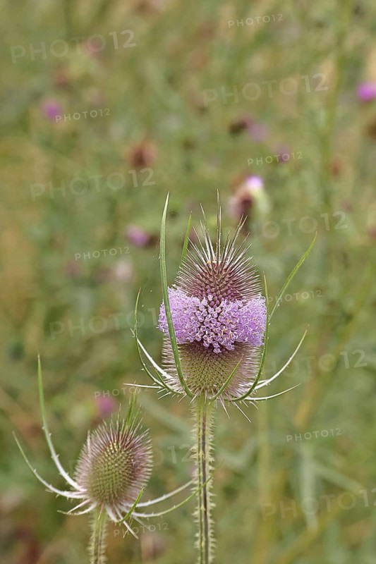 Wild teasel (Dipsacus fullonum), with a ring of flowers, Haiger, Hesse, Germany
