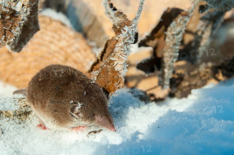 Crocidura Russula, Greater White-Toothed Shrew, House Shrew, Insectivora, Insectivora, Mammals, Snow, Snow, Shrew, Mammals, Winter