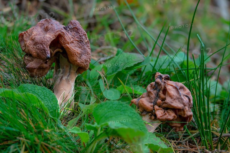 Bishop's cap, bishop's cap lornel, gyromitra infula, cap lornel, saddle-shaped false morel, elf saddle, fungi, fungus, hooded false morel, mushrooms