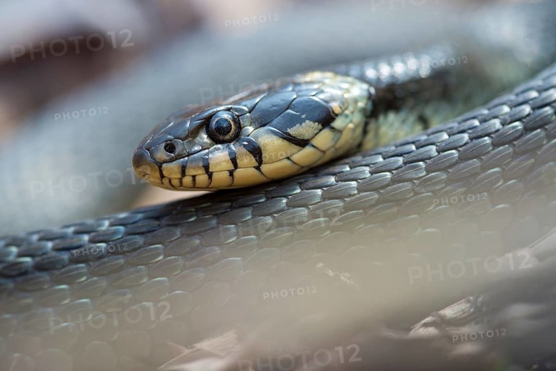 Grass Snake, Natrix Natrix, Grass Snake, Critters, Reptilia, Reptiles, Ringed Snakes, Snakes, Water Snakes