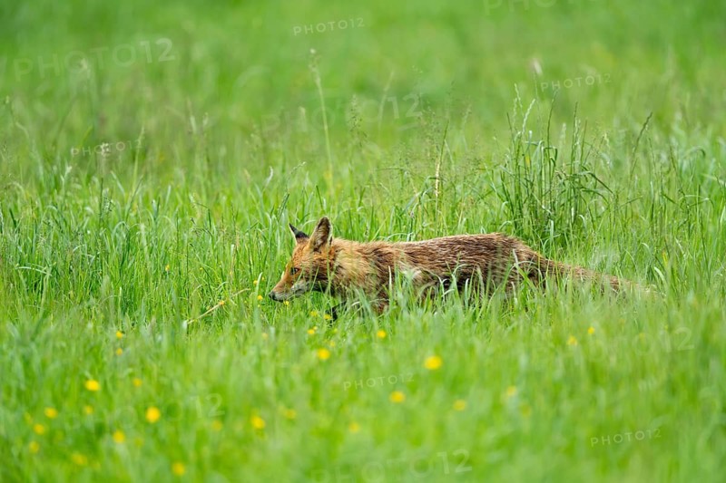Red fox (Vulpes vulpes), Vulkaneifel, Rhineland-Palatinate, Germany