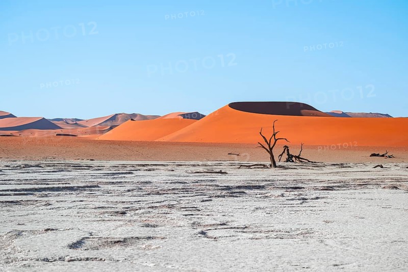 Dead camel thorn trees (Vachellia erioloba), red sand dunes, white salt pan, Dead Vlei, Sossusvlei, Namib Desert, Namib-Naukluft Park, Namibia