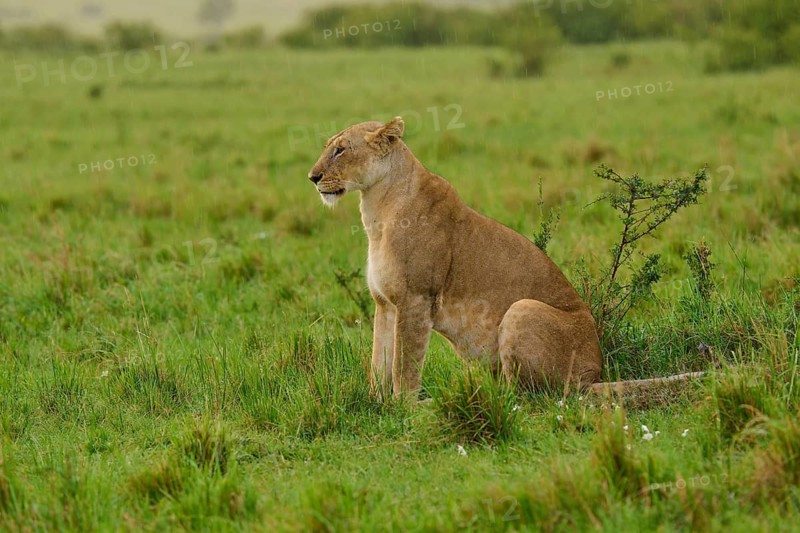 A cheerful lioness sits in the green grass, surveying her surroundings, lioness (Panthera leo), Masai Mara National Reserve, Narok County, Kenya