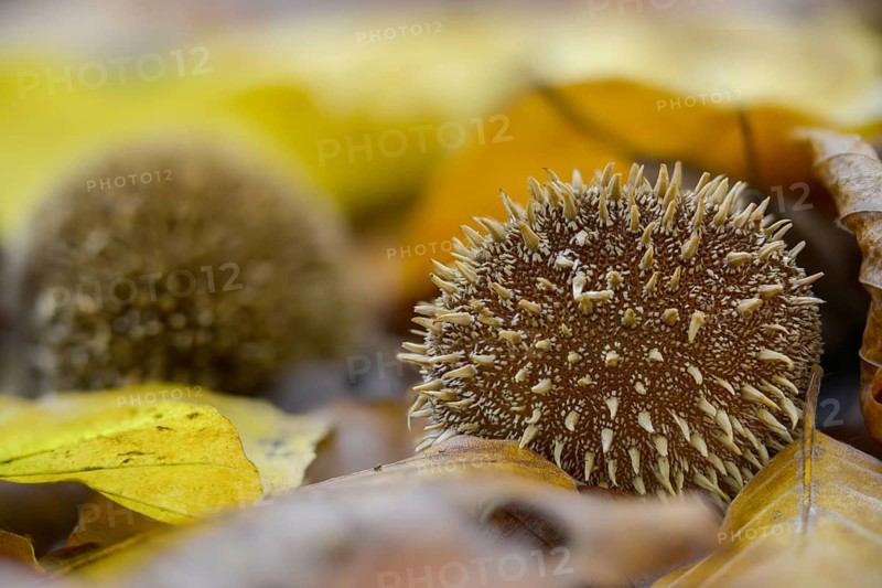 Hedgehog bovist, hedgehog dust, lycoperdon echinatum, dust, fungi, fungus, mushrooms, spiny puffball, spring puffball