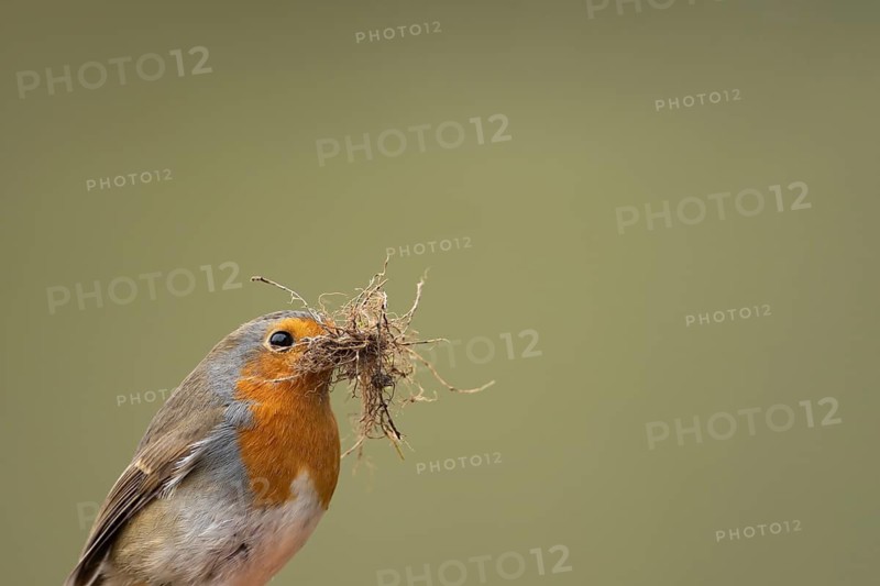 European robin (Erithacus rubecula) adult garden bird with nest material in its beak in spring, England, United Kingdom