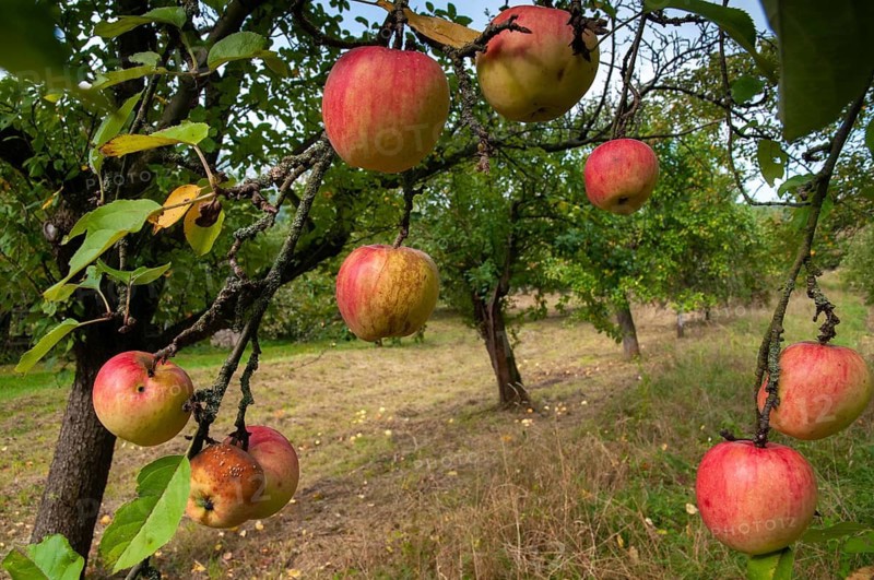 Cultivated apple, Malus domestica, rosaceae, rose family, apple, flora, meadow orchard, plants, orchards, apples
