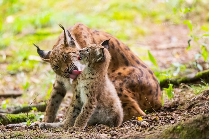Eurasian lynx (Lynx lynx) mother with her youngster (cub) in a forest, Bavaria, Germany
