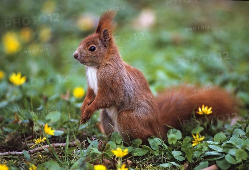 Squirrels, rodents, rodentia, sciurus vulgaris, squirrel, spring, mammals, rodents, jump, mammals