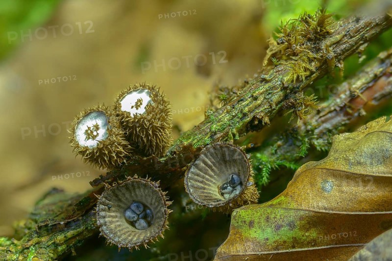 Cyathus hirsutus, cyathus striatus, striped expensive, sweetie, fluted bird's nest, fungi, fungus, mushrooms