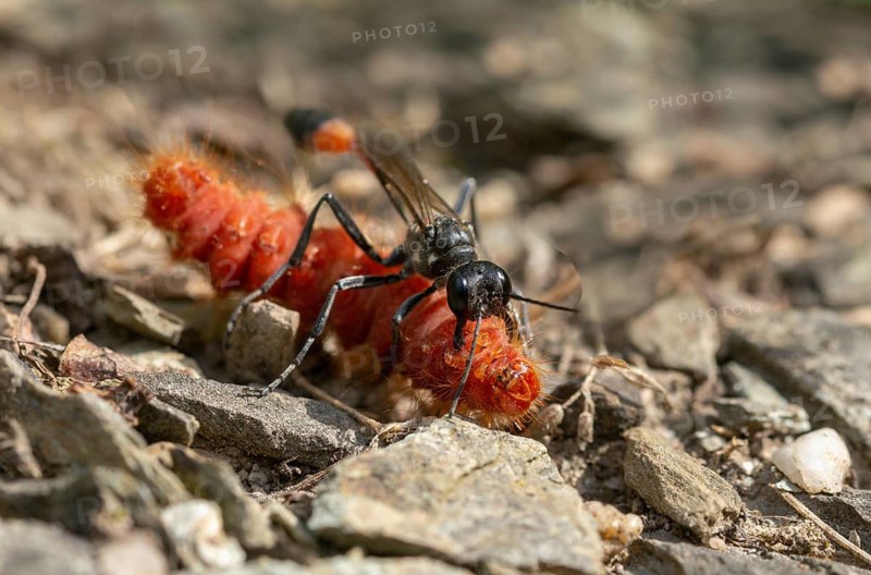 Acronicta rumicis, ammophila sabulosa, ampferous owl, ampferowl, common sand wasp, digging wasp, hymenoptera, red-banded sand wasp, sandwasp, shecidae, inchworm, insects, knot grass moth, moths, moths, moths, caterpillar, butterflies