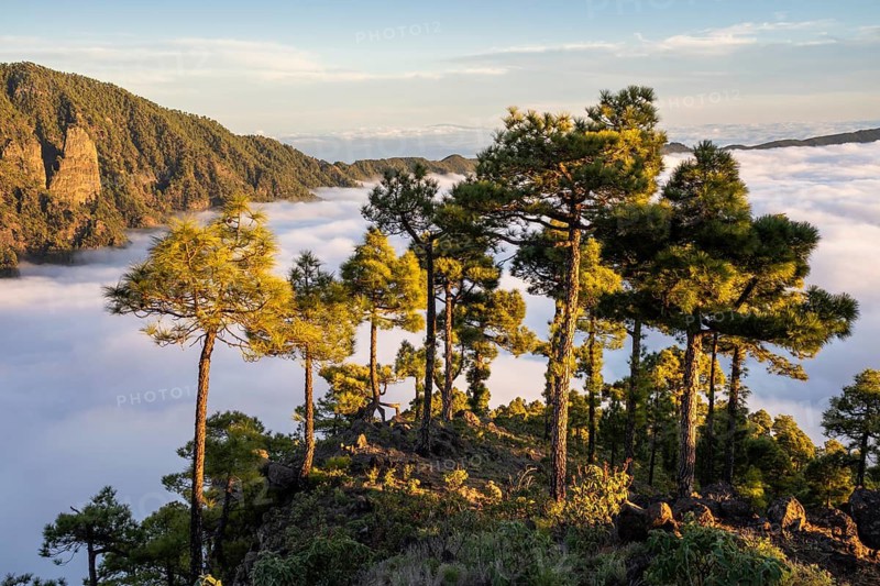 View from the Caldera de Taburiente, Roque de Los Cuervos area, facing south. A sea of fog in the valley at the golden hour. La Palma, Canary Islands, Spain