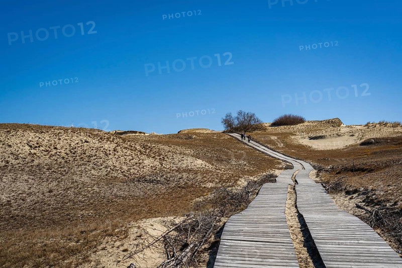 Wooden footpath on the Dead Dunes, or Grey Dunes, Curonian Spit, Neringa, Lithuania, A wooden pathway leading through sandy dunes under a clear blue sky, Curonian Spit, Neringa, Lithuania