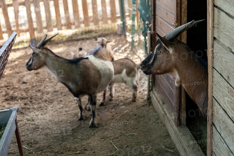Several goats are seen outside their shelter, basking in the warm sunlight. This tranquil setting captures the peaceful atmosphere in eco farm, promoting relaxation