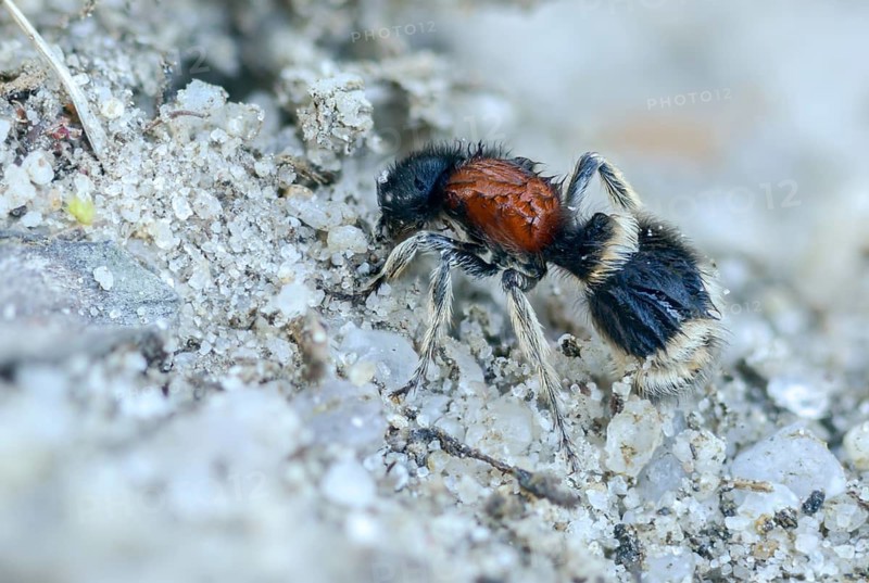 Ant wasp, Brandenburg, Germany, European ant wasp, large spider ant, hymenoptera, mutilla europaea, mutillidae, Nabu, Nabu project, national natural heritage, natural paradise Grünhaus, spider ant, post-mining landscape, green house, insects, large velvet ant