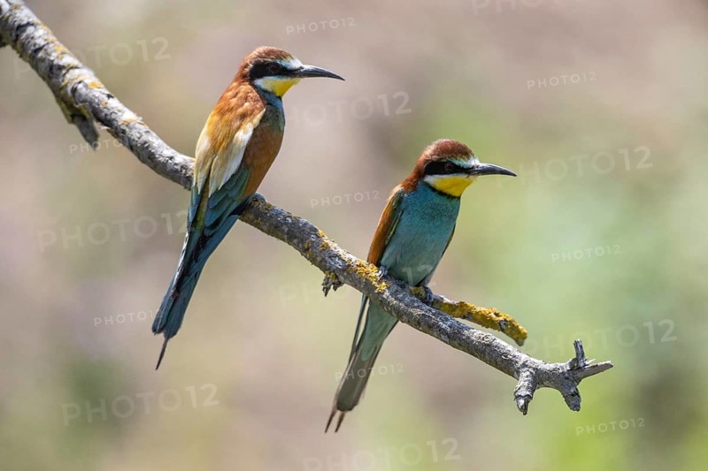 Bee-eater (Merops apiaster), Rhineland-Palatinate, Germany