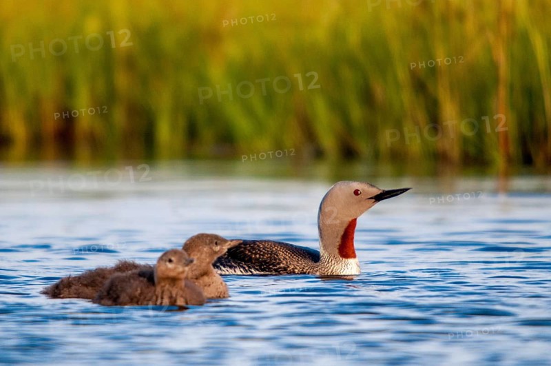 Finland, gavia stellata, red-throated diver, stardiver, birds, diver, gaviidae, grebe, adolescent, juvenile, loon, diver, birds, waterbirds