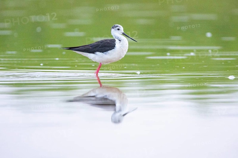 Black-winged Stilt (Himantopus himantopus) Hungary