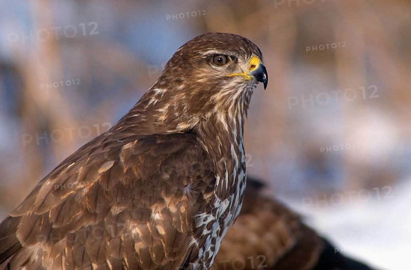 Accipitriformes, Buteo Buteo, Buzzard, Buzzard, Birds of Prey, Raptors, Birds