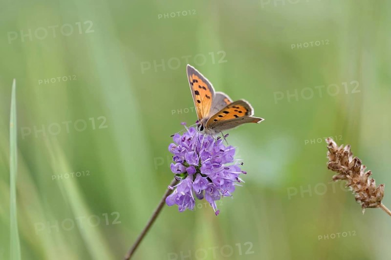Small copper (Lycaena phlaeas), Devil's-bit scabious (Succisa pratensis), meadow, Germany. The orange-red butterfly is sipping nectar from a flower