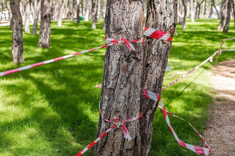 Trunks of trees wrapped with warning tape in a green park. Concept of tree cutting, environmental issues, forest management, damaged or dangerous trees marked for removal