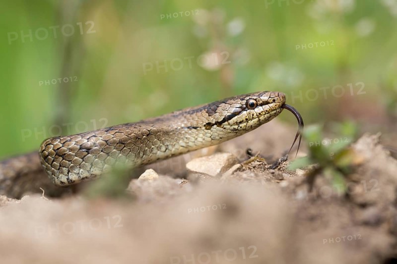 Coronella Austriaca, smooth snake, critters, reptilia, reptilia, reptiles, snakes, snakes