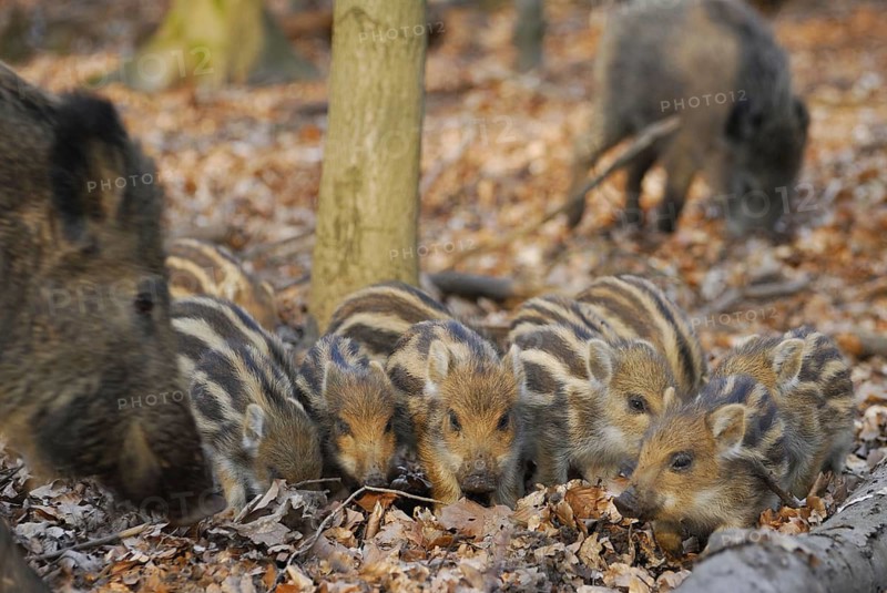 Wild boar, newbies looking for food